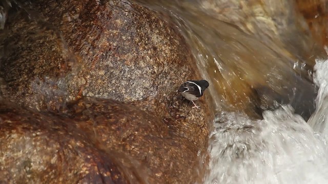 Little Forktail - ML515630