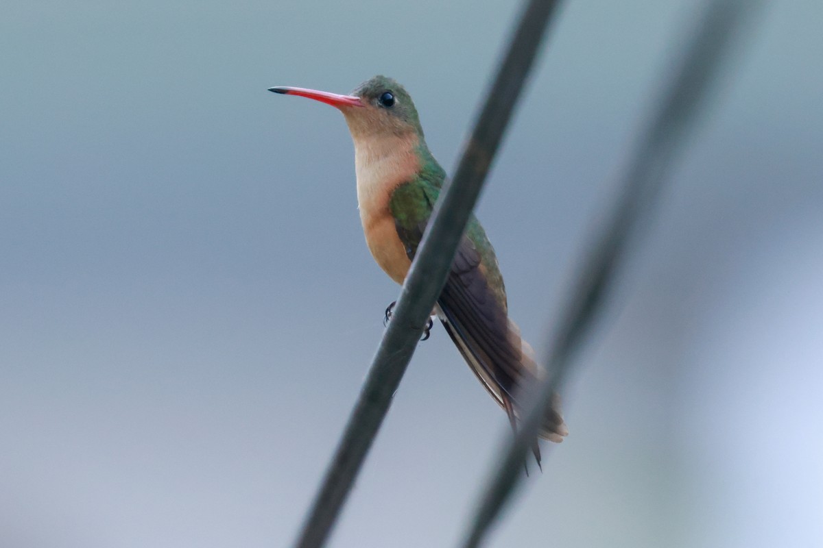 Cinnamon Hummingbird (Mainland) - Joey McCracken