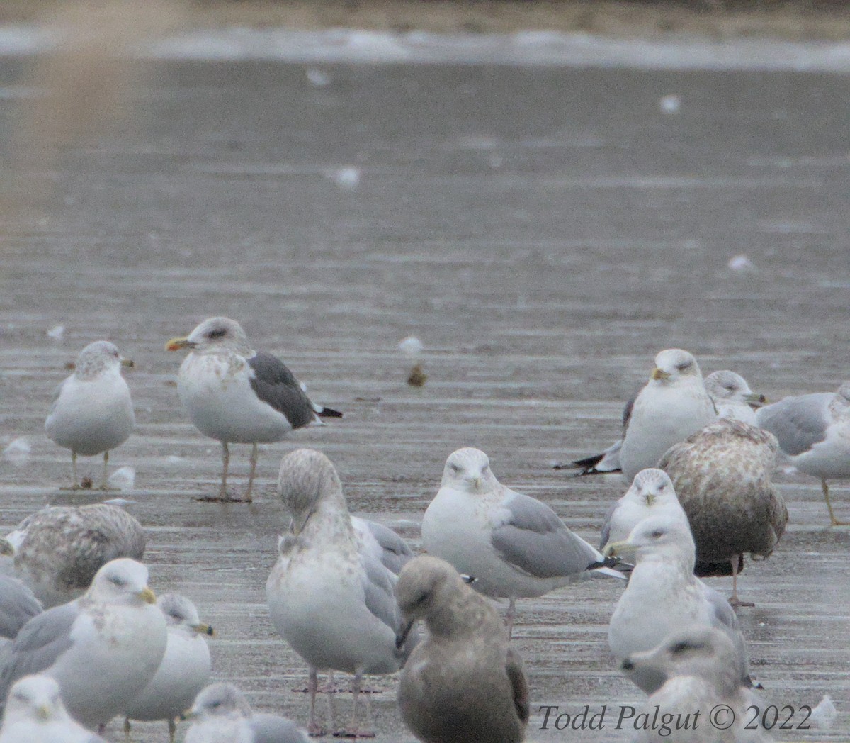 Lesser Black-backed Gull - ML515630241