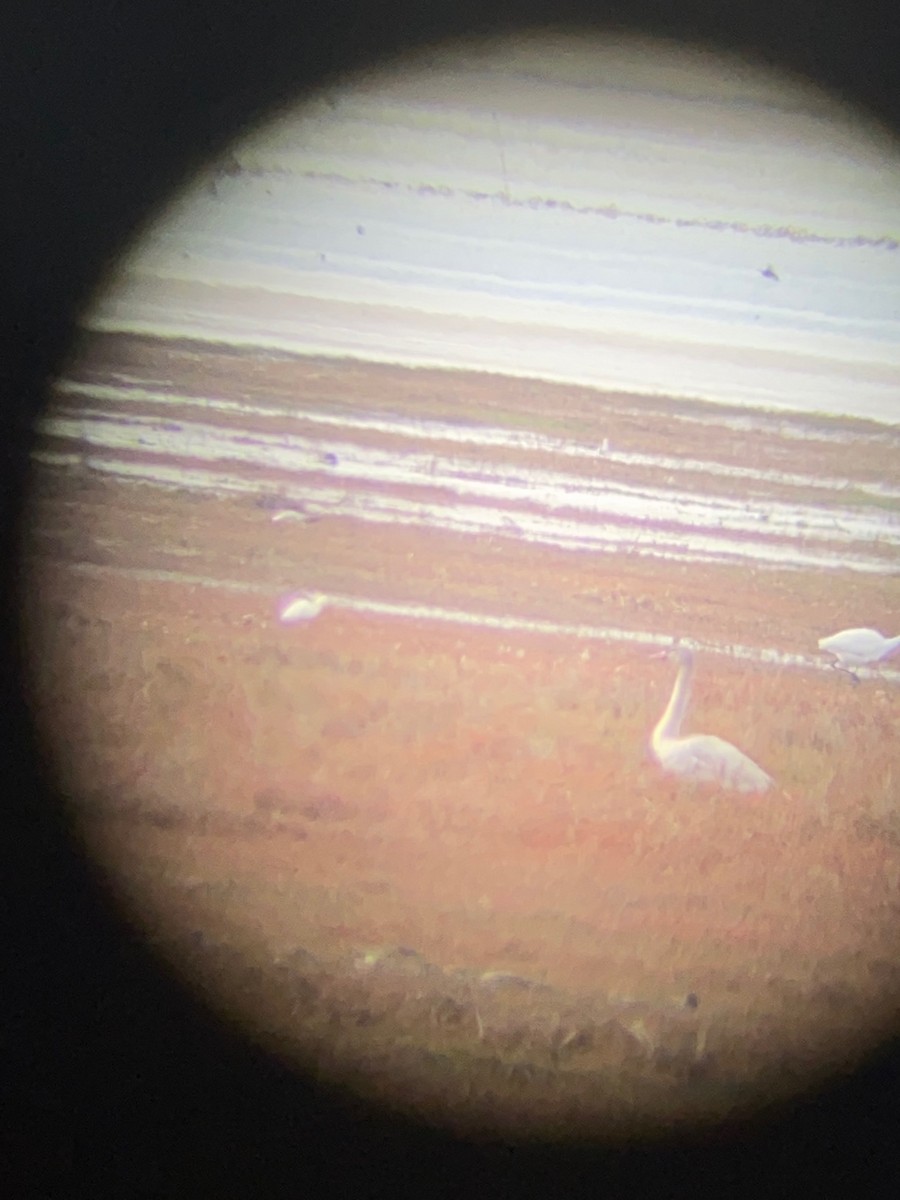 Tundra Swan (Whistling) - ML515630331