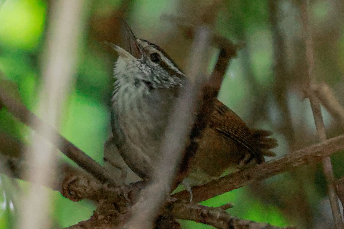 Sinaloa Wren - ML515630541