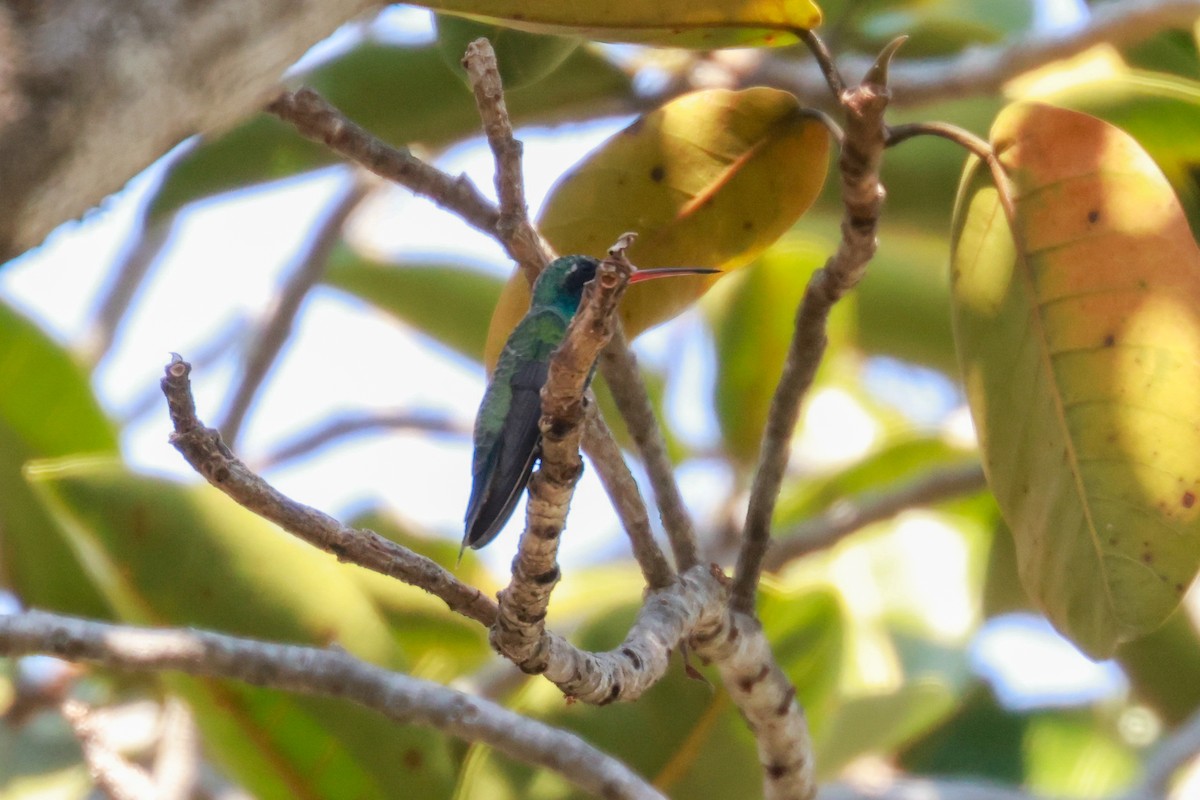 Broad-billed Hummingbird - Joey McCracken