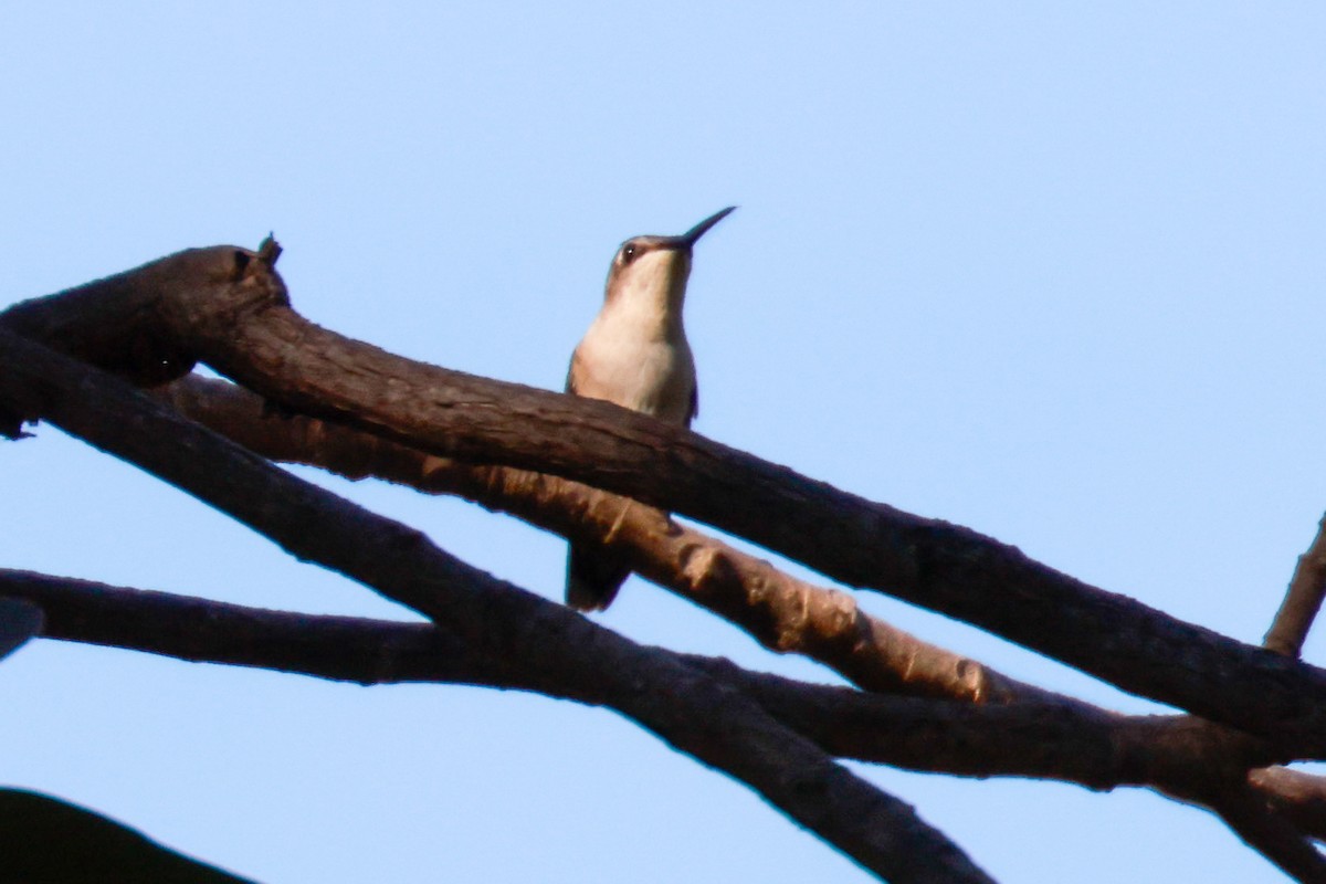 Trochilidae sp. - ML515631461