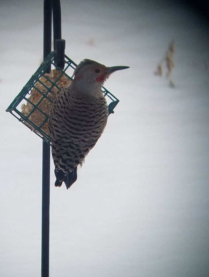 Northern Flicker (Yellow-shafted x Red-shafted) - ML515631841