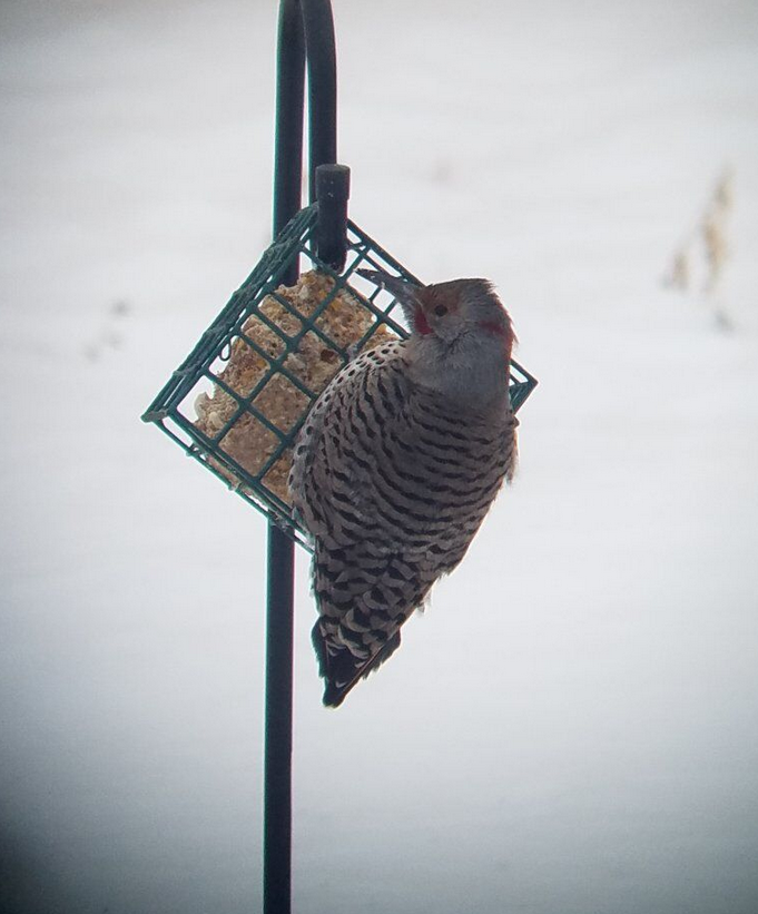 Northern Flicker (Yellow-shafted x Red-shafted) - ML515631851