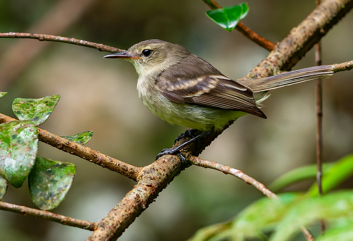 Cocos Tyrannulet - ML515631861