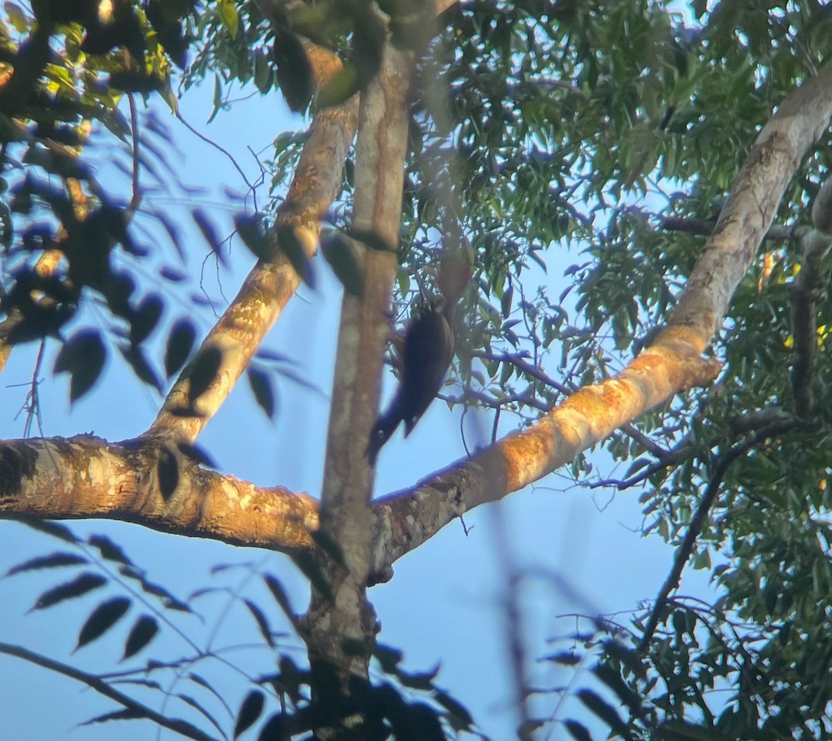 Pale-billed Woodpecker - ML515632141