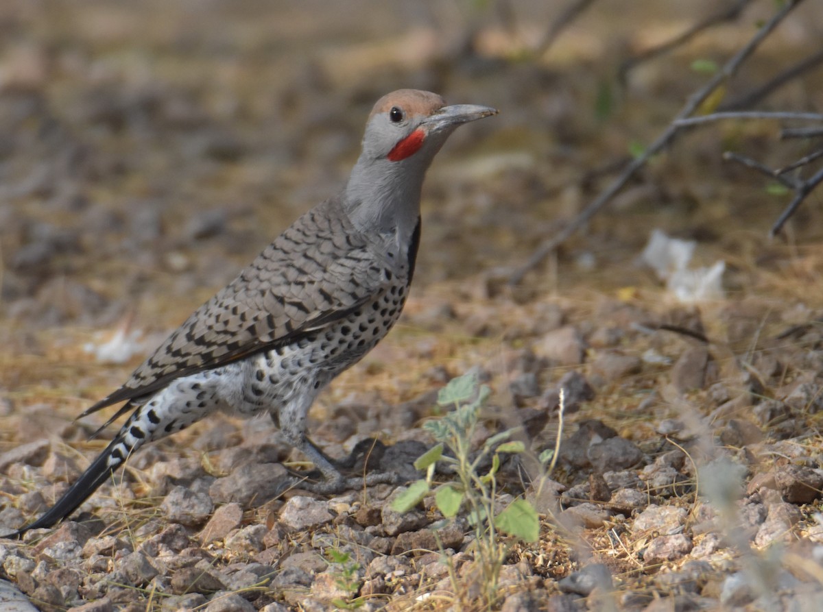 Gilded Flicker - ML515633211