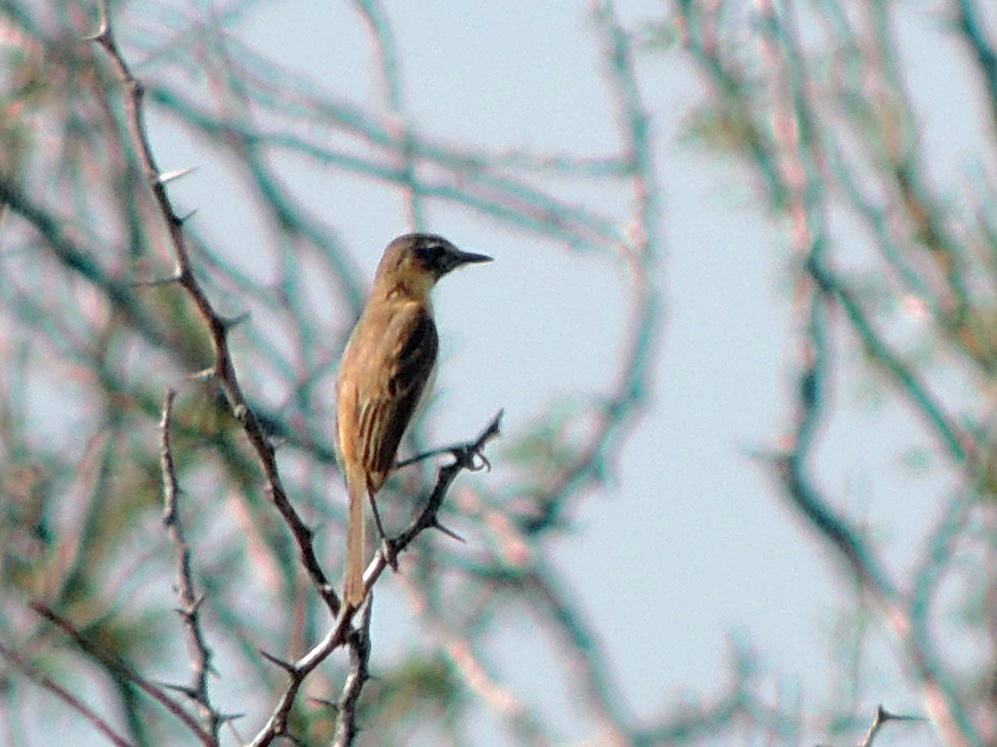 Bearded Tachuri - Simón Pla García