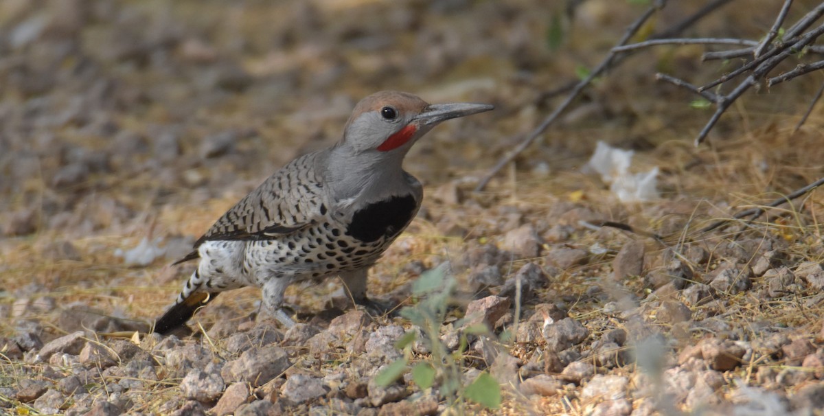 Gilded Flicker - ML515634111