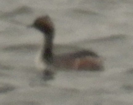 Horned Grebe - ML51563421