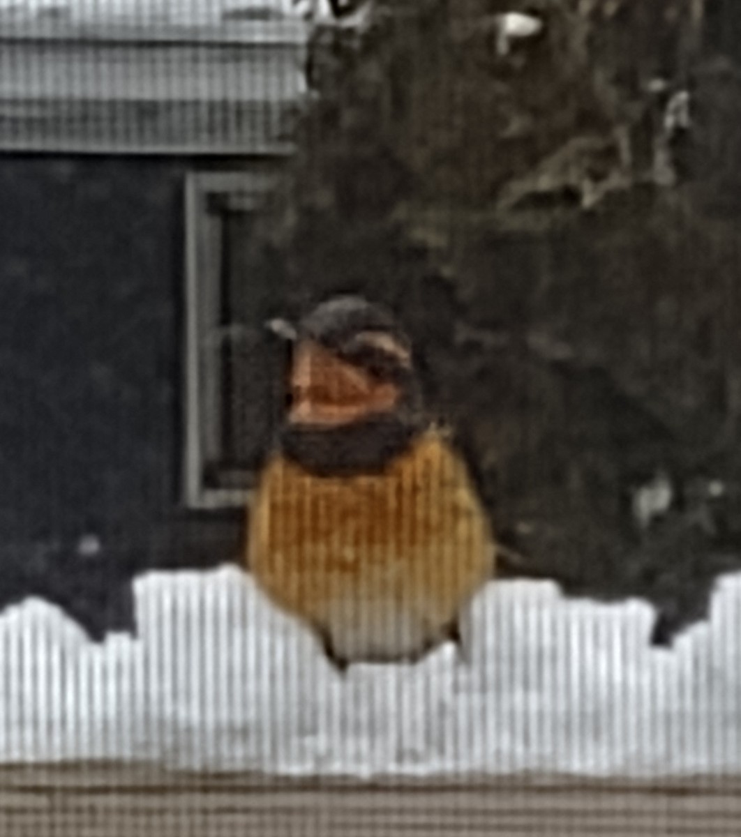 Varied Thrush - ML515634341