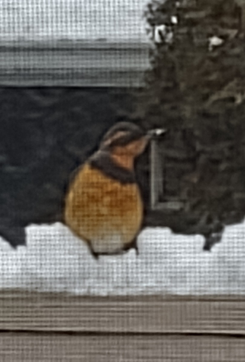 Varied Thrush - ML515634351