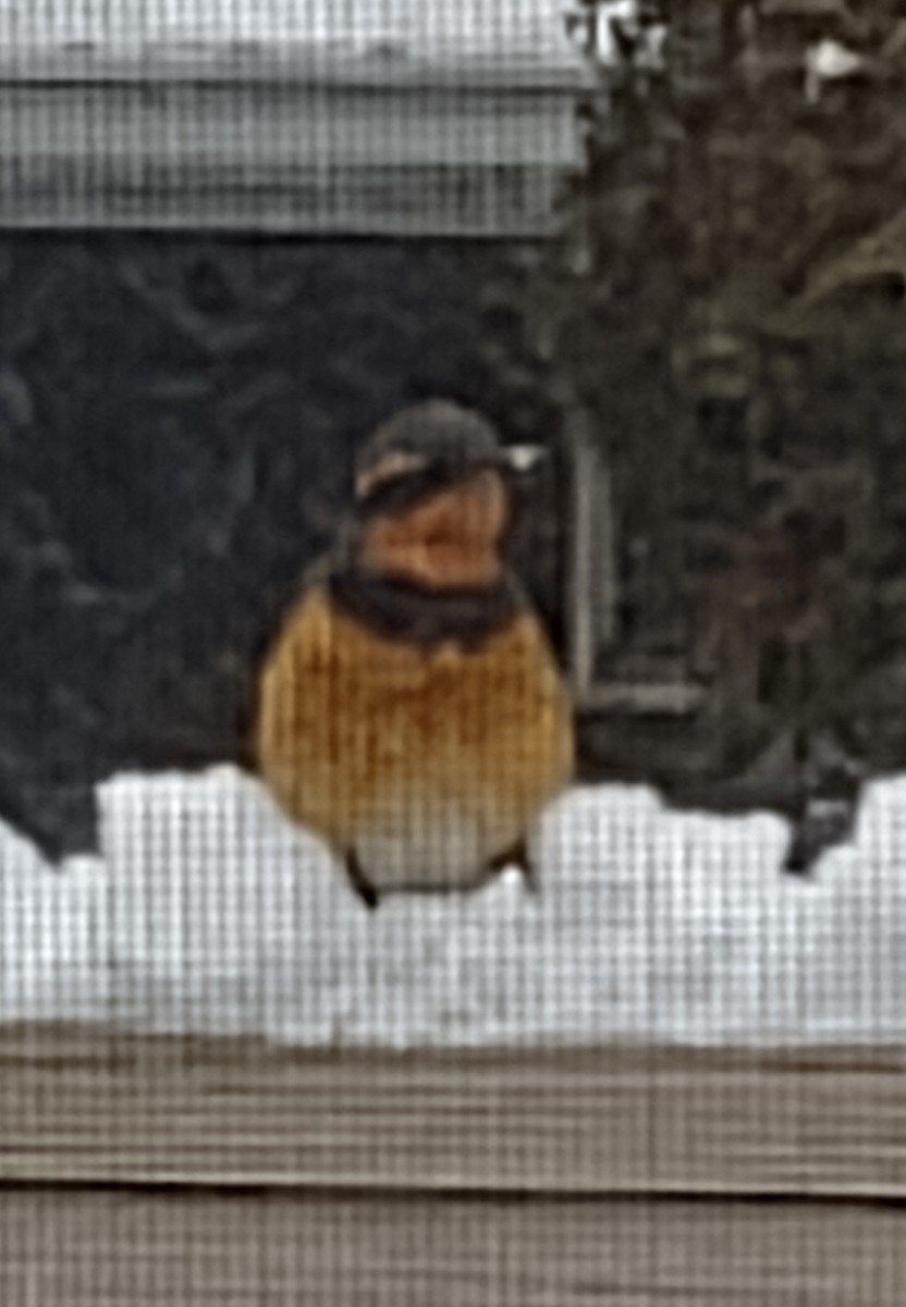 Varied Thrush - ML515634361