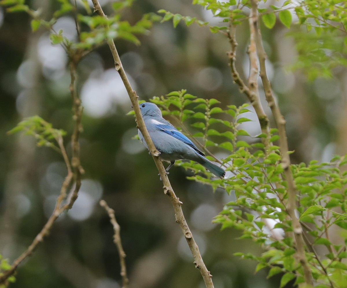 Blue-gray Tanager (White-edged) - ML515635201