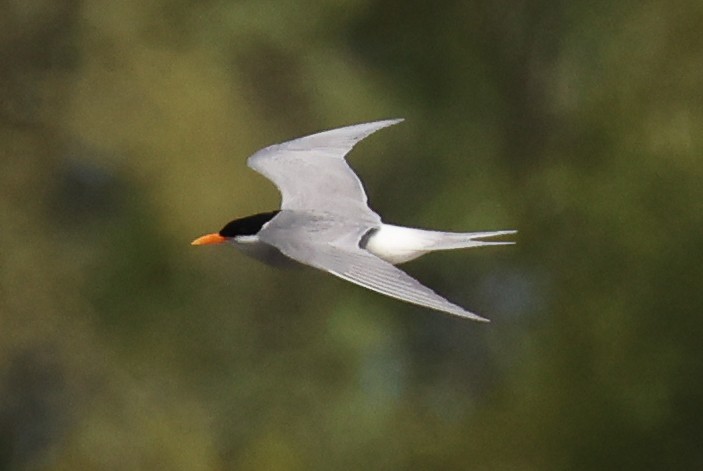 Black-fronted Tern - ML515635231