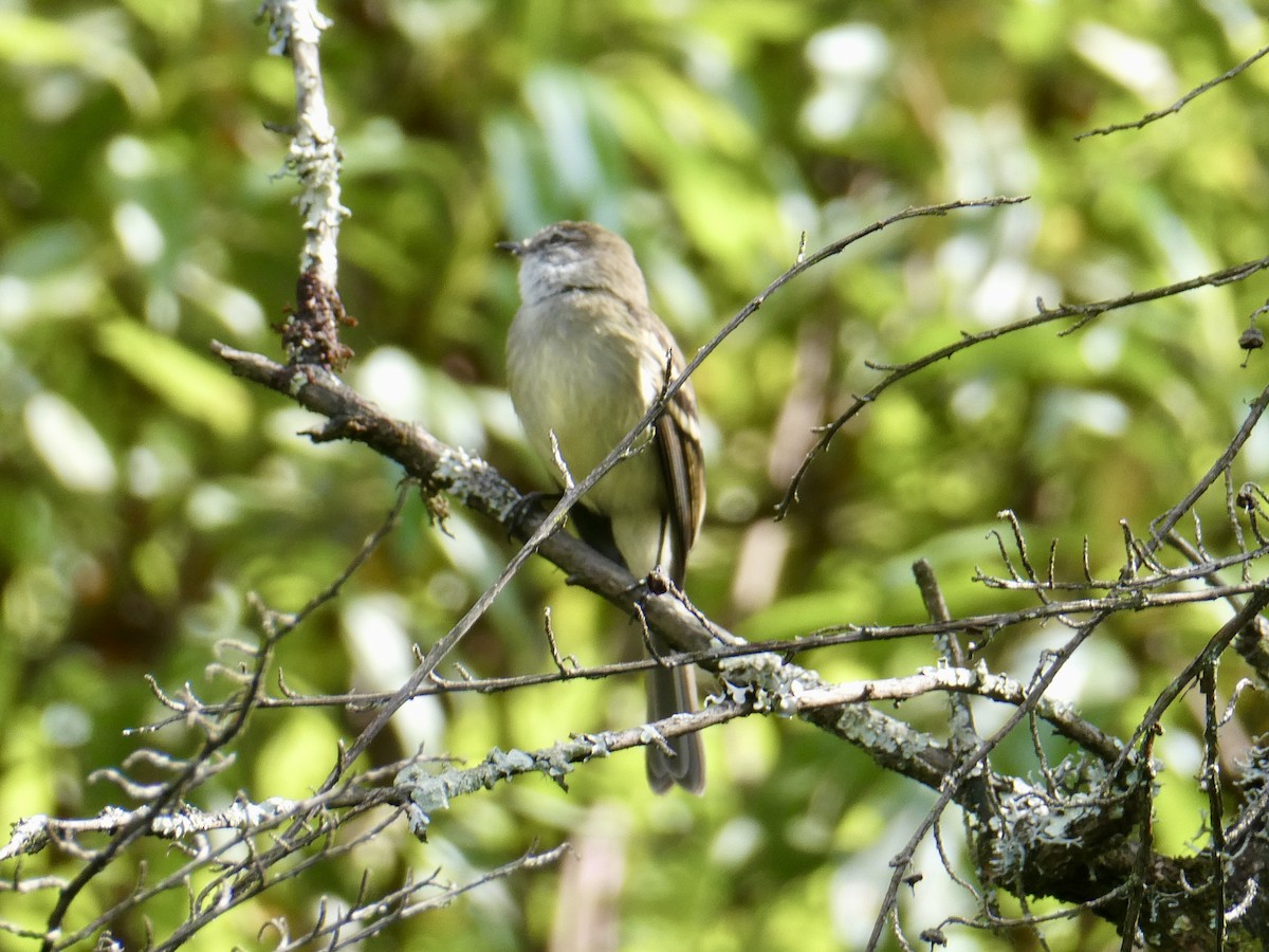 White-throated Tyrannulet - Jean Roberge