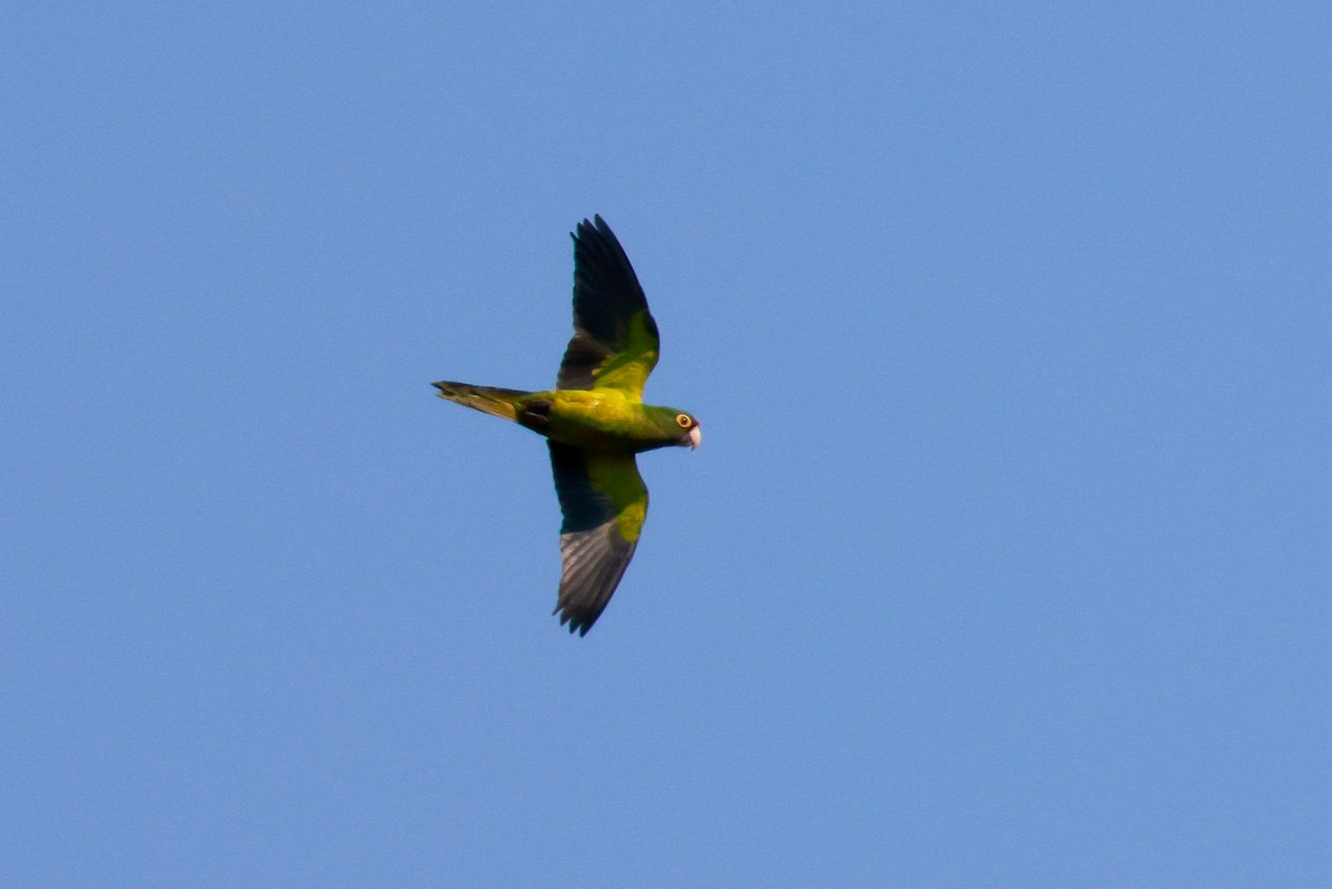 Orange-fronted Parakeet - Joey McCracken