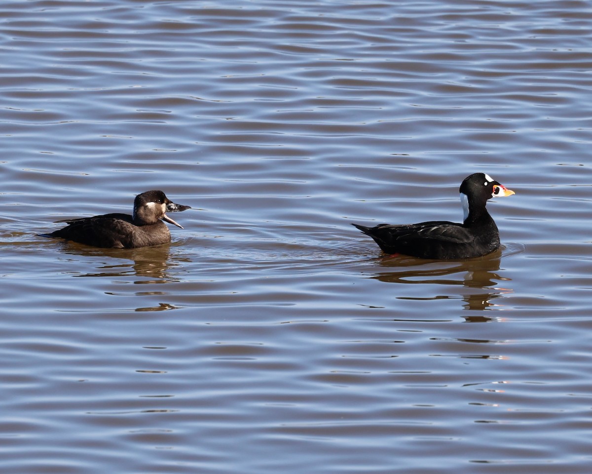 Surf Scoter - Gail DeLalla