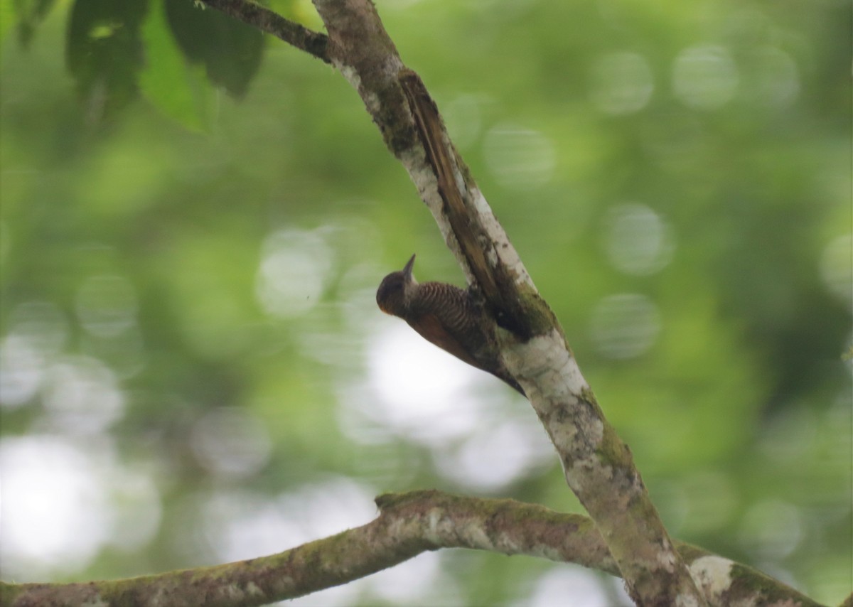 Red-rumped Woodpecker - ML515639801