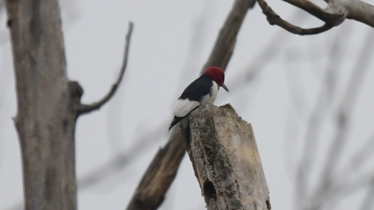 Red-headed Woodpecker - ML515640341