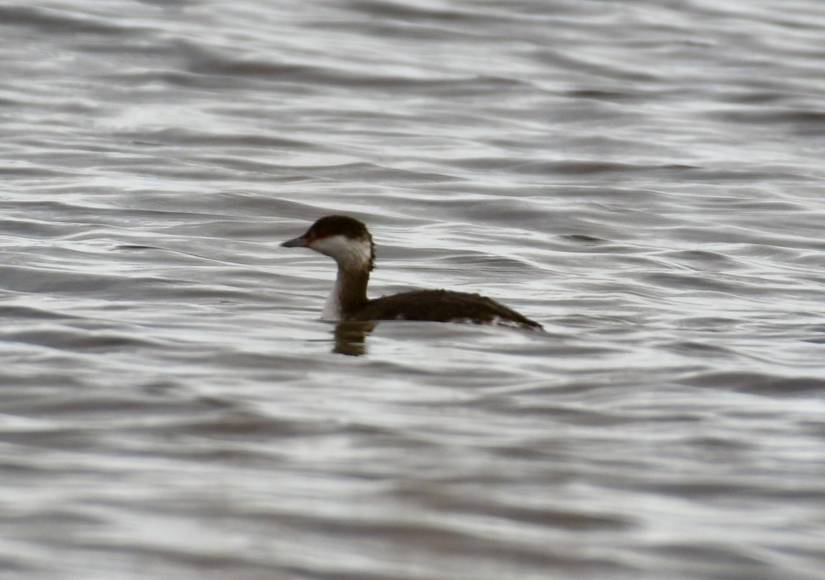 Horned Grebe - ML515640801