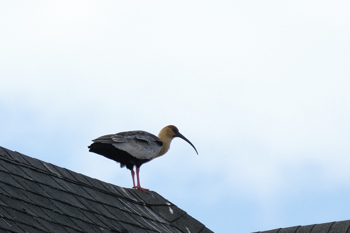 Black-faced Ibis - Austin C & Haocong R