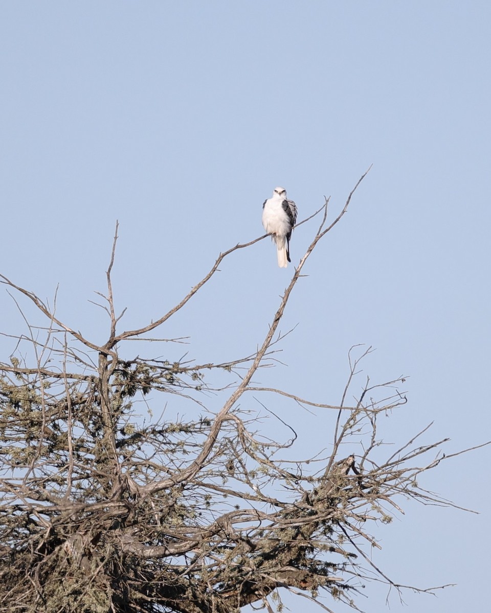 White-tailed Kite - ML515641801