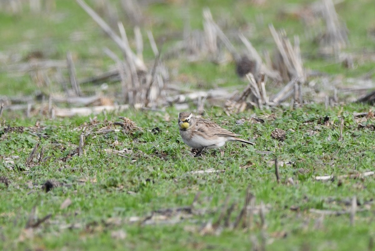 Horned Lark - Tricia Vesely