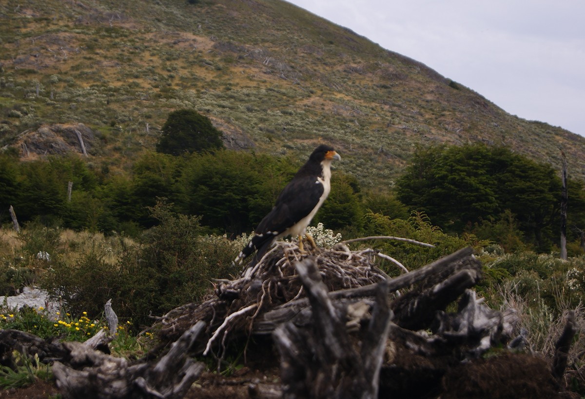 White-throated Caracara - ML515642771