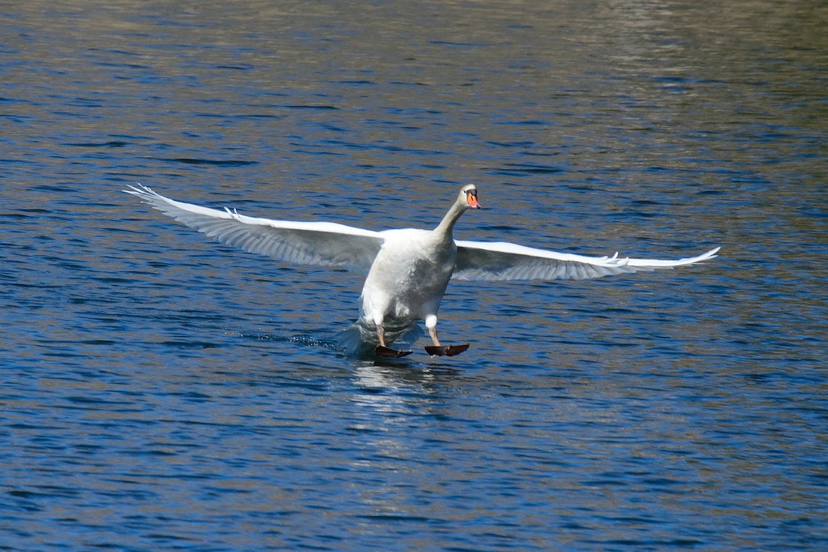 Mute Swan - ML51564351