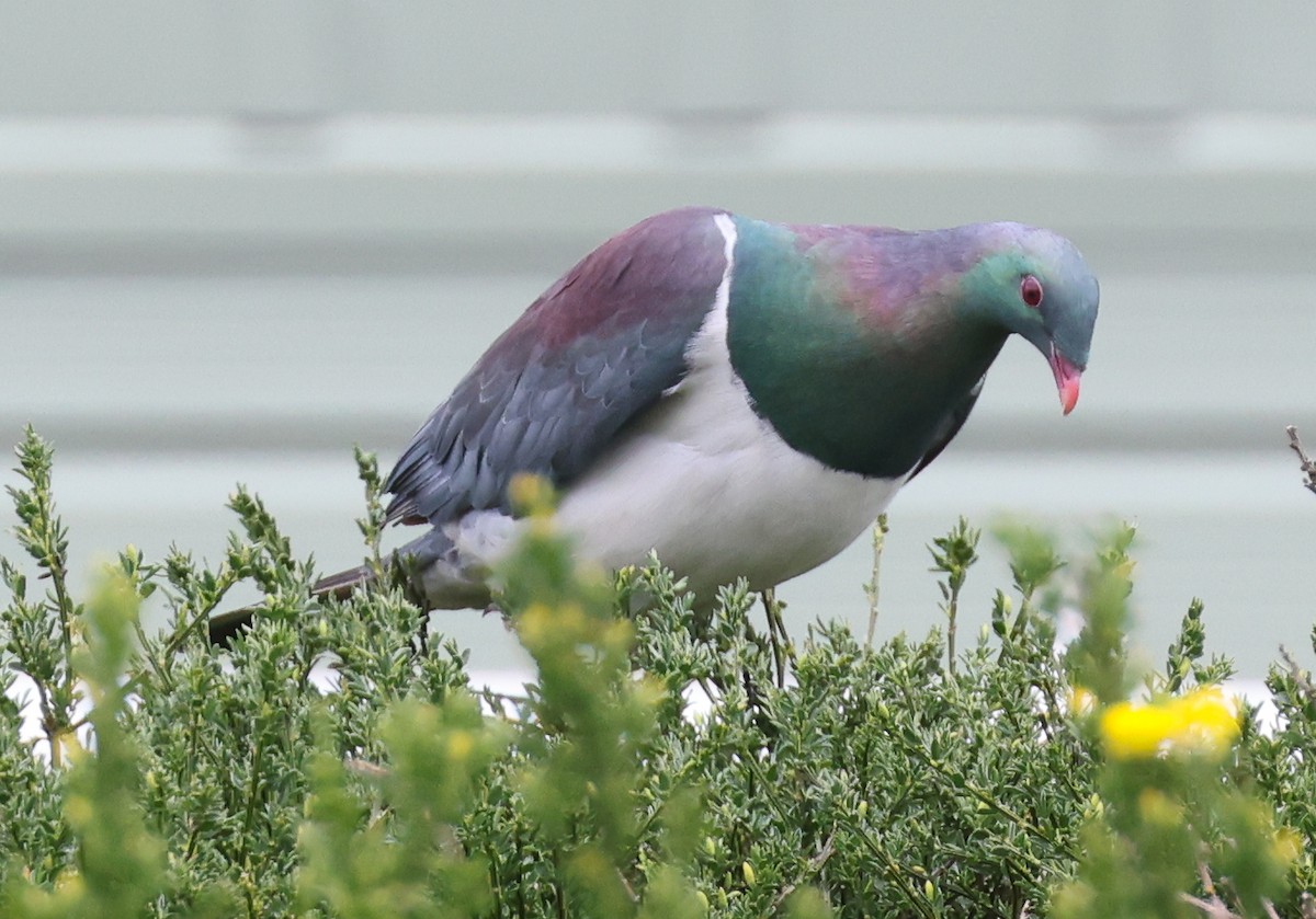 New Zealand Pigeon - Jordan Roderick