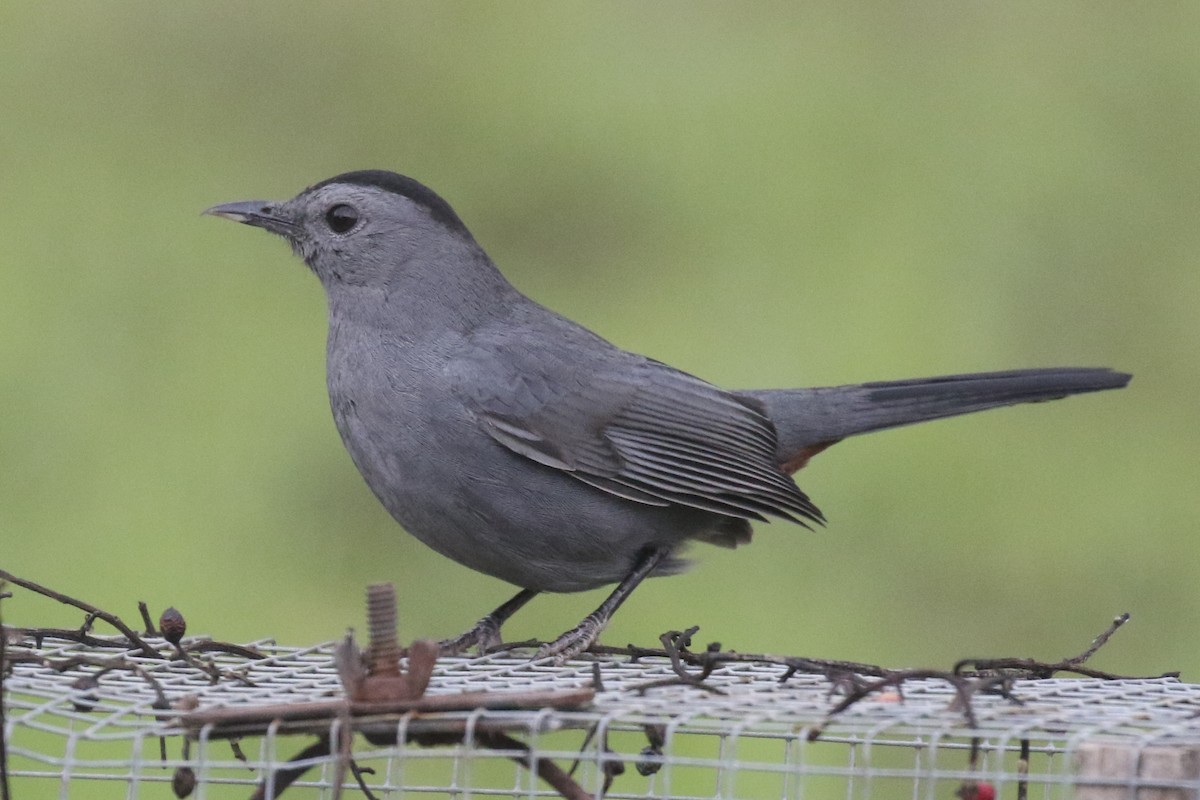Gray Catbird - ML515644521