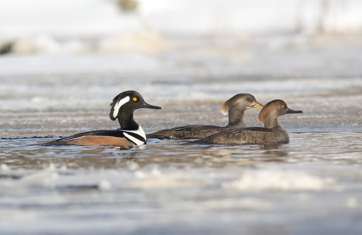 Hooded Merganser - Alix d'Entremont