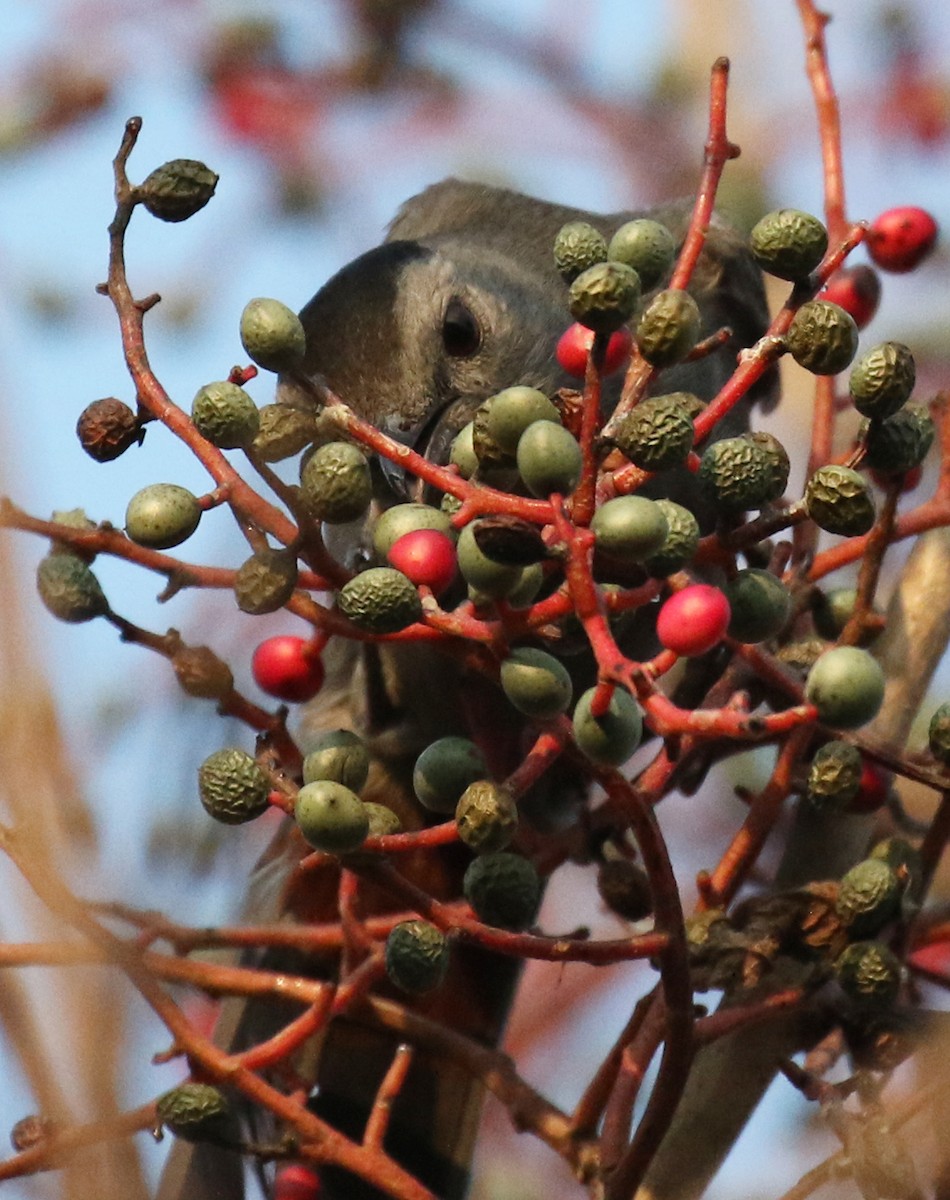 Gray Catbird - ML515647511