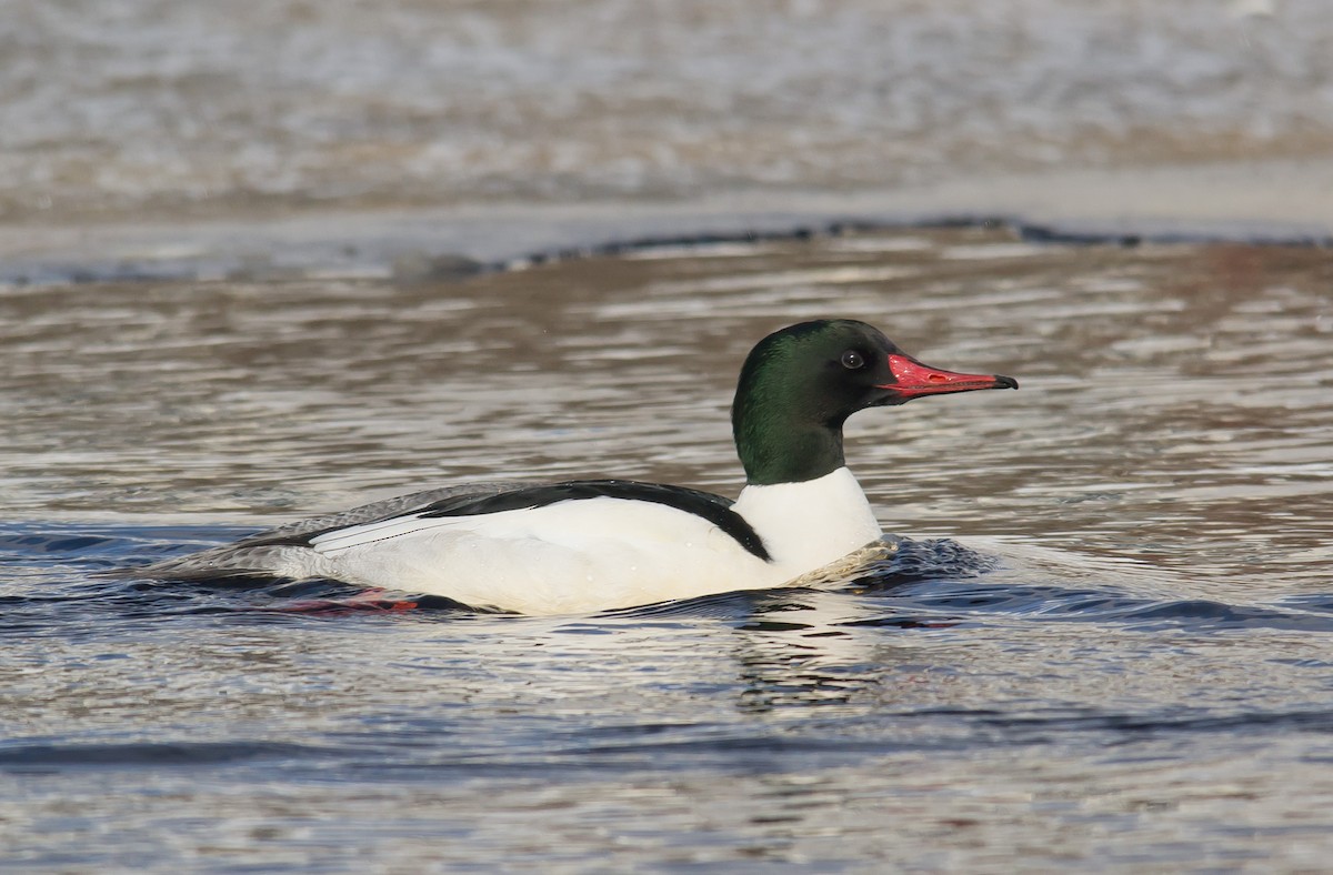 Common Merganser - Alix d'Entremont