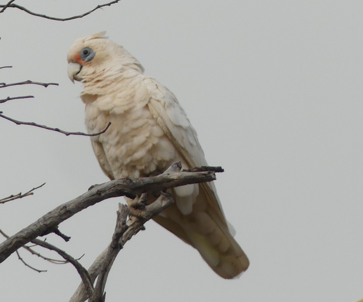 Western Corella - ML515648321