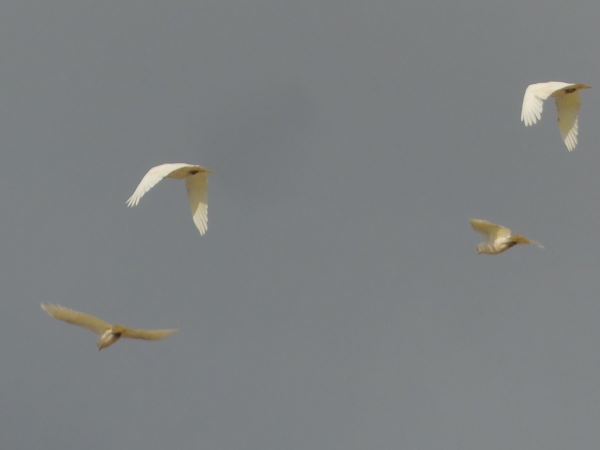 Western Corella - ML515648331