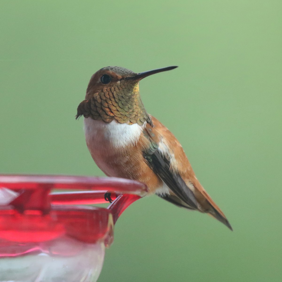 Rufous Hummingbird - Edward Plumer