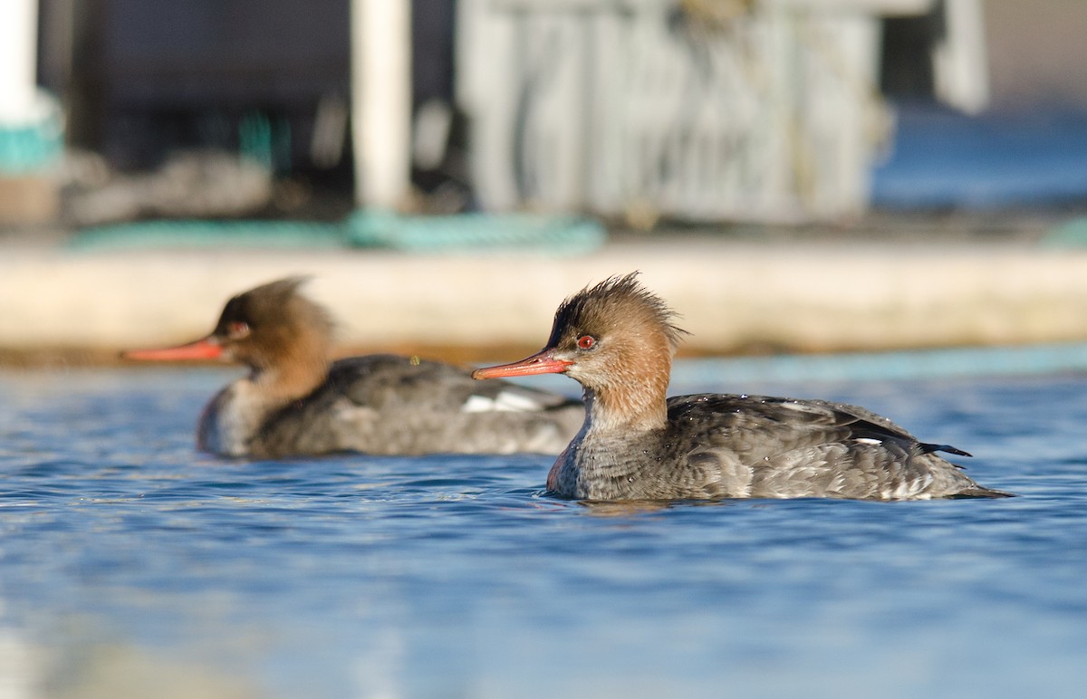 Red-breasted Merganser - Alix d'Entremont