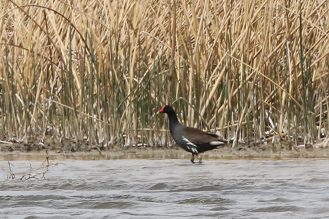 Common Gallinule - ML515650941