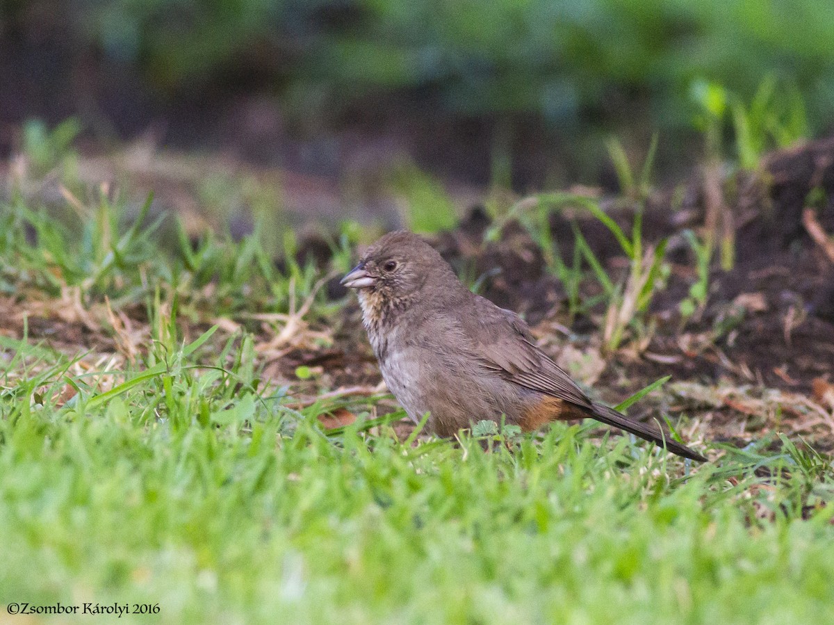 Canyon Towhee - ML515651901