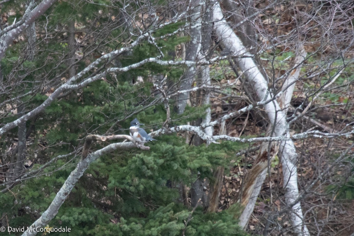 Belted Kingfisher - ML515654331