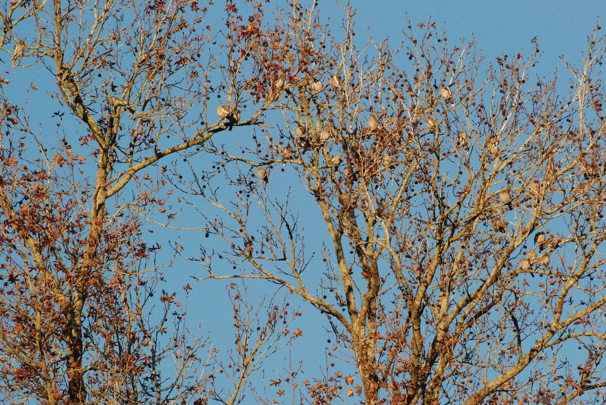 White-winged Dove - ML515654841