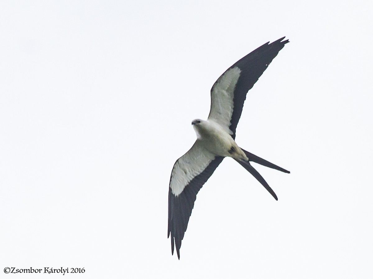 Swallow-tailed Kite - Zsombor Károlyi