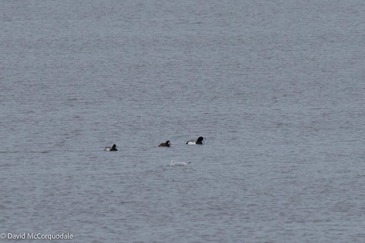 Greater Scaup - ML515657441