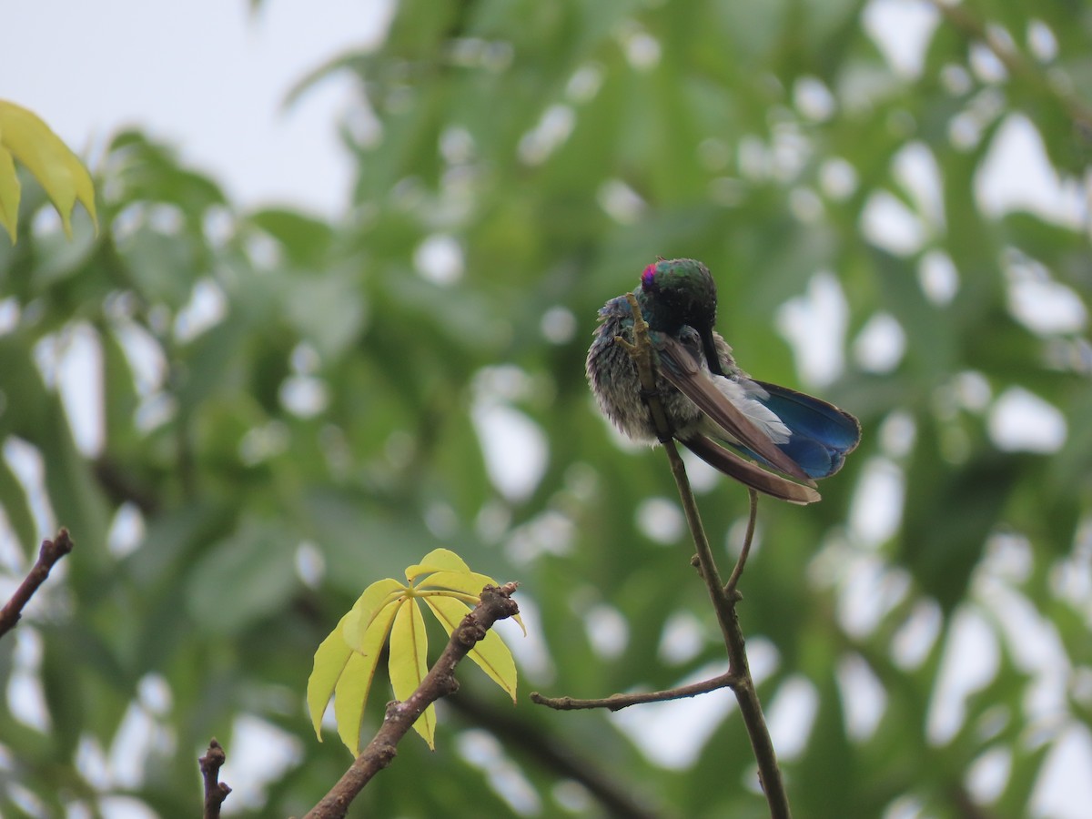 Colibri à ventre blanc - ML515657611