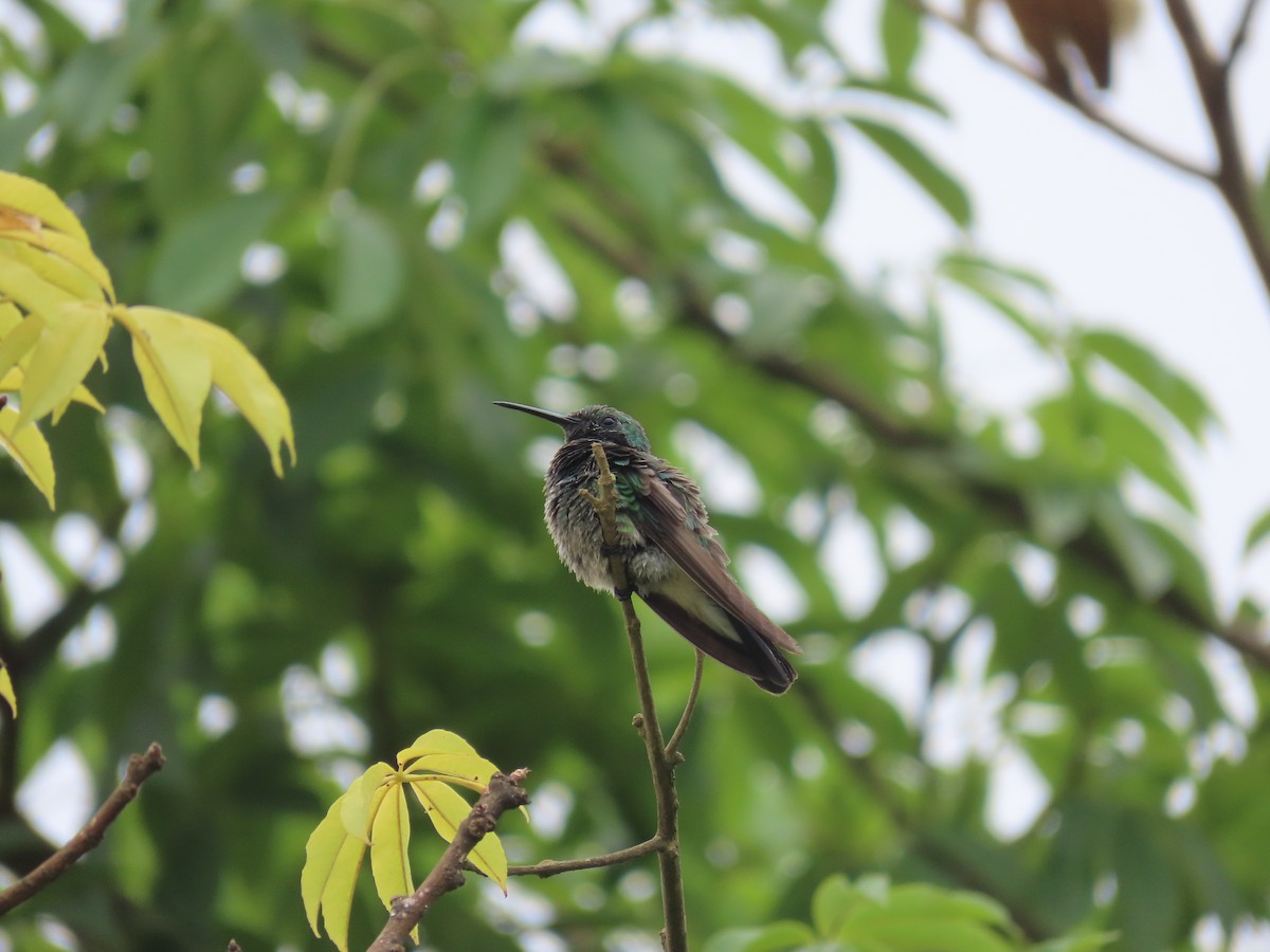 Colibri à ventre blanc - ML515657621