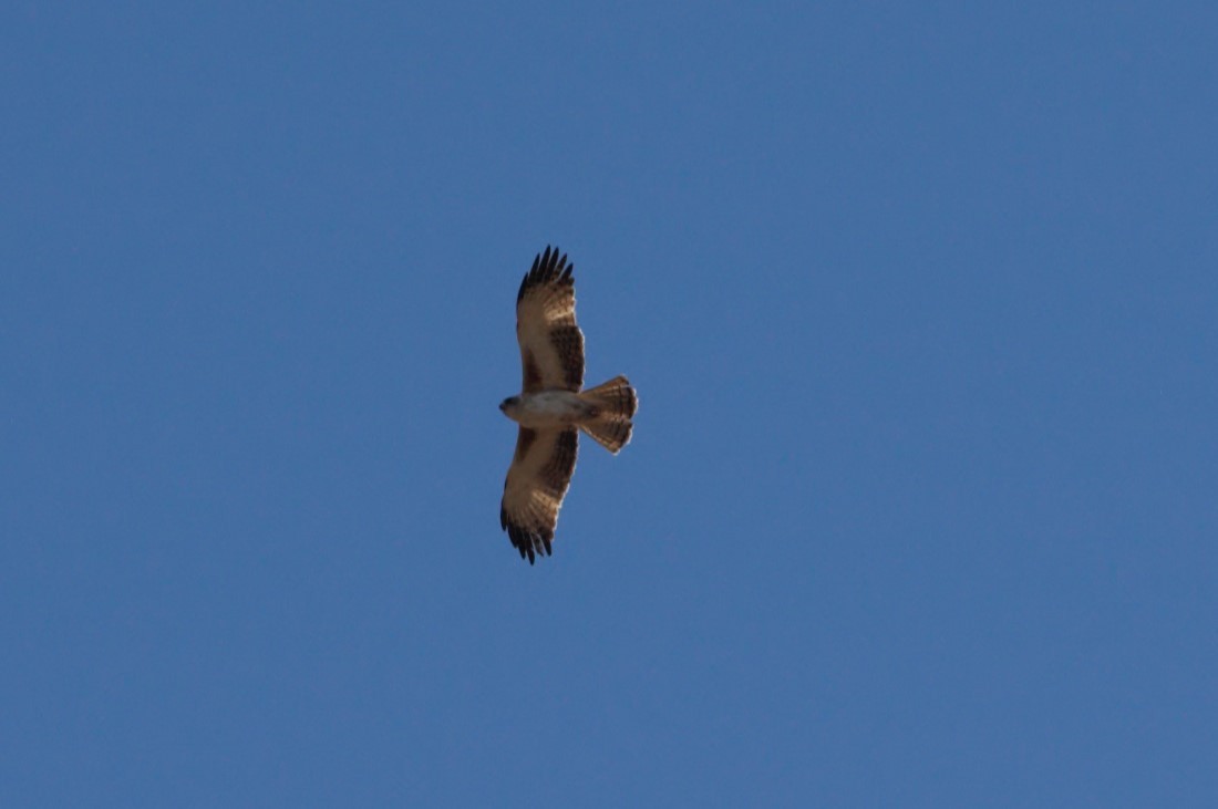 Águila Chica - ML515658171