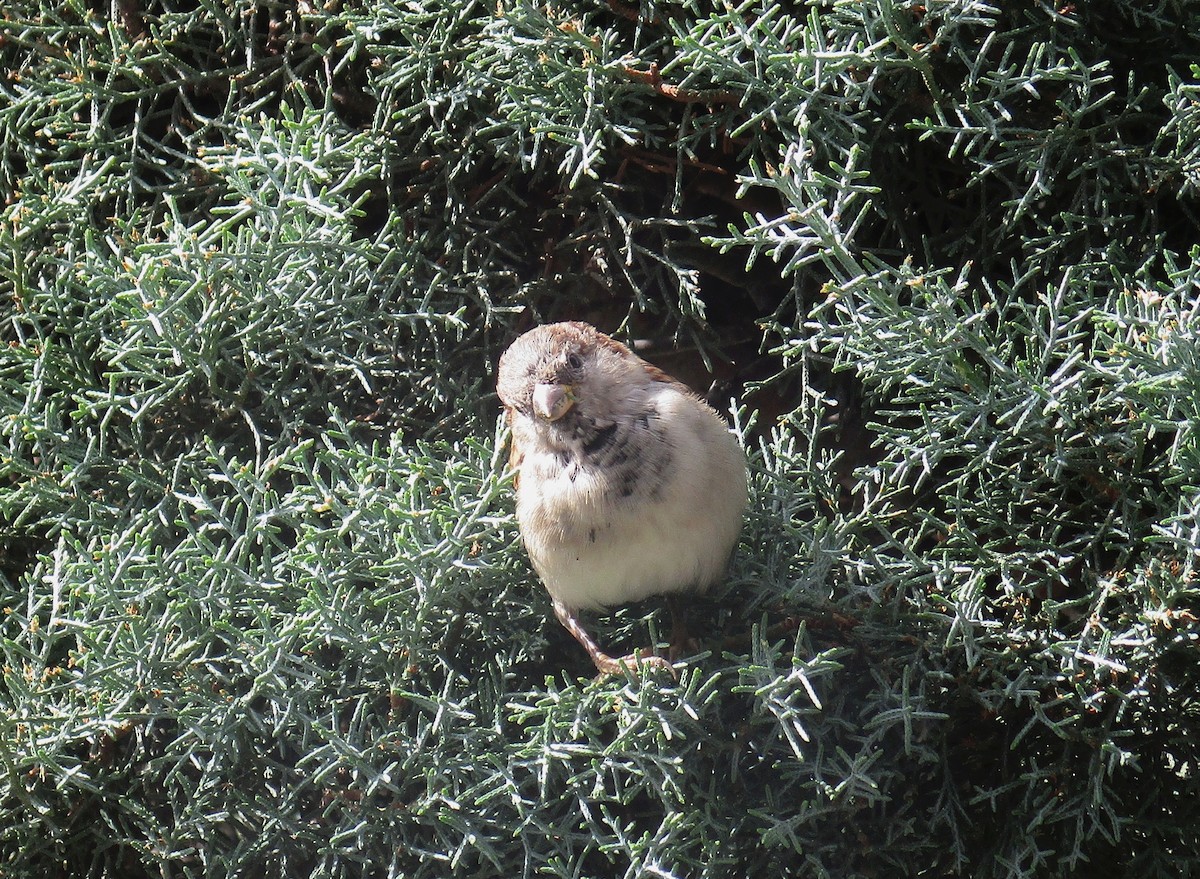 House Sparrow - ML515658951